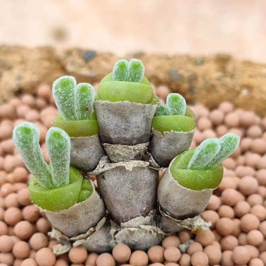 bunny succulents